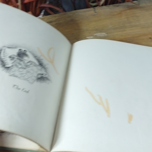 Growl Bear by Margot Austin second printing December 1951 - Picture 10 of 13